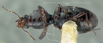 Media type: image;   Entomology 692 Aspect: habitus ventral view